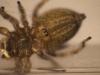 Evarcha arcuata